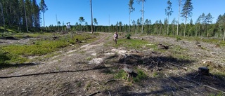 Luleå är värt en bättre skogspolicy