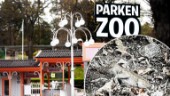 Barnfamiljer möttes av makaber syn på Parken Zoo – en död griskulting ✓Djurparkschefen: "Finns en naturlig förklaring"