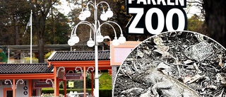 Barnfamiljer möttes av makaber syn på Parken Zoo – en död griskulting ✓Djurparkschefen: "Finns en naturlig förklaring"