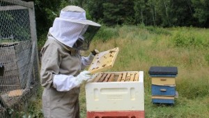 Mörk prognos för höstens honungsskörd: "Torkan är förödande" 