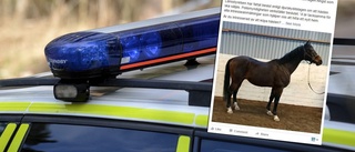 Polisen omhändertog häst – letar efter ny ägare: "Nu mår den jättebra"