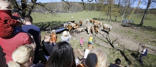 Kosläpp i Sörmland i helgen