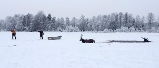 Dramatik när hjortar räddades ur isvak