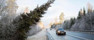 Här hänger granen rakt ut över vägen