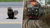 Örnar i krock med tåg – satt fast hela vägen från Tystberga till Stockholm