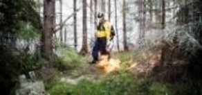 Skogsbrand ska gynna naturen