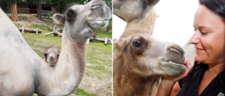 Här är Parken Zoos senaste tillskott – en 120 kilo tung kamelbebis: "Kan närmast beskrivas som sötful"