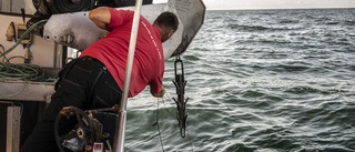 Fiskare hjälper till att rensa Östersjön på skräp