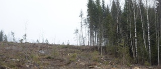 Slutreplik: Hyggesfritt skogsbruk ska stöttas