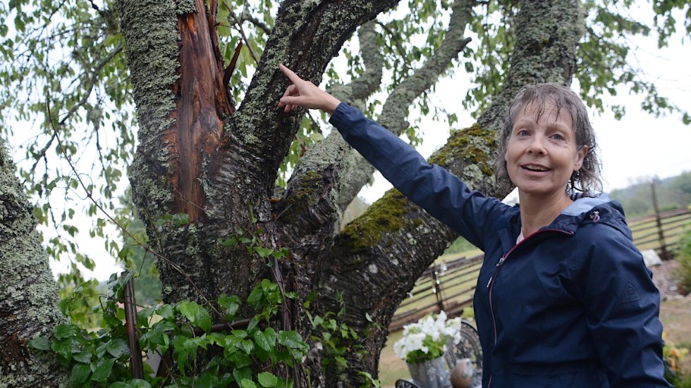 Susanne Ericsson visar var blixten skalat av på körsbärsträdet som står drygt tiotalet meter från bostadshuset i Grägarp. "Tur att det inte slog in i huset."