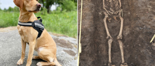 Skelettsökhunden har redan hittat något – kan det vara Sjögren? • ”Fått träff på mänskligt skelett”