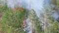 Flera larm om brand i skog på grund av blixtnedslag
