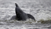 Död delfin på småländsk strand en gåta