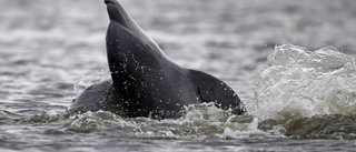 Död delfin på småländsk strand en gåta