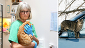Veterinären varnar: Salmonella sprids bland öns katter
