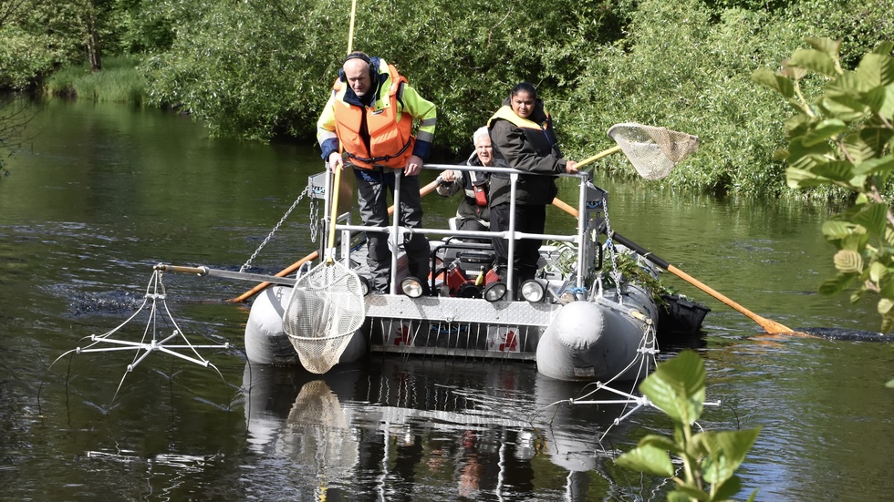 Udda jobbet: Skickar ner el i vattnet – för att bedöva fiskarna