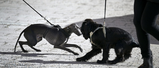 Misstänkt hundattack på Finningevägen – polisen ber om tips