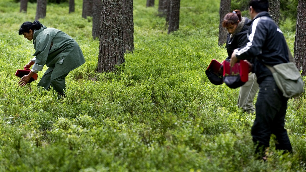 Utländska bärplockare i en svensk skog. Arkivbild.