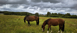 Läsarbild: Hästar i hagen i Boden