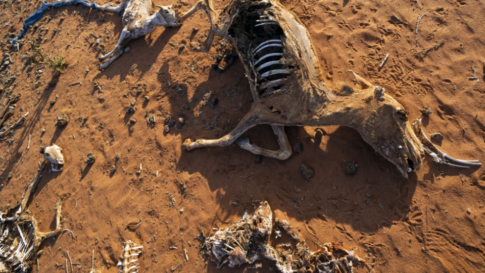 Kvarlevorna från en åsna och andra nyttodjur som dukat under i ett flyktingläger i Doolow, i gränstrakterna Somalia-Etiopien. Bild från i september.