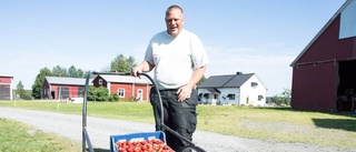 Ett bra år för norrbottniska gubbar