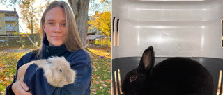 Syskonen räddade livet på kanin som dumpats i skogen: "Någon har åkt dit och släppt ut den, hur kan man göra så?"