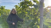 En av landets nordligaste vingårdar finns på Selaön "Vinodling är romantiskt"