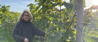 En av landets nordligaste vingårdar finns på Selaön "Vinodling är romantiskt"