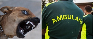 Argsint hund attackerade ambulanssjukvårdare – händelsen anmäls till Arbetsmiljöverket