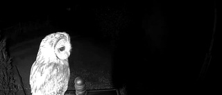Video: Övervakningskameran larmade när kattugglan kom på besök