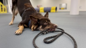 Strängnäs första hundhall – agility, hoopers och nosework: "Man ska ha kul med sin hund!"