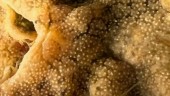 Havsspya funnen i Sverige – hotar ekosystemet
