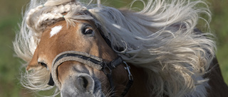 Stressad häst räddad efter dikeskörning