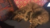 Luleåprofilens katt försvann spårlöst