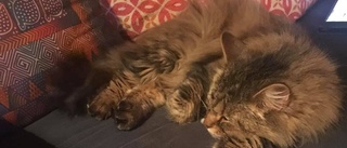 Luleåprofilens katt försvann spårlöst