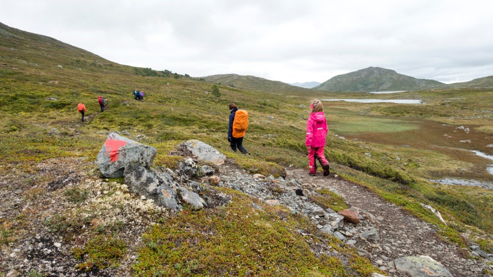 Med ökat turism följer ökad miljöpåverkan. "Det är ett visst slitage, helt enkelt, så vi får följa utvecklingen och anpassa och se vad vi kommer att behöva göra", säger Åsa Redin, samordnare för statliga ledsystemet i Norrbotten.
