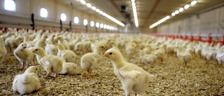 Kycklingfarmens bygglov rivs upp
