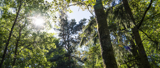 Skyddsområden förstör fin skog