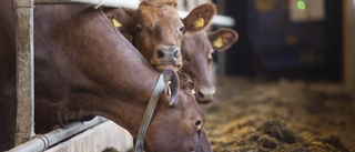 Bönderna får mer ersättning för mjölken - "Det kostar oss 200 miljoner mer per år"