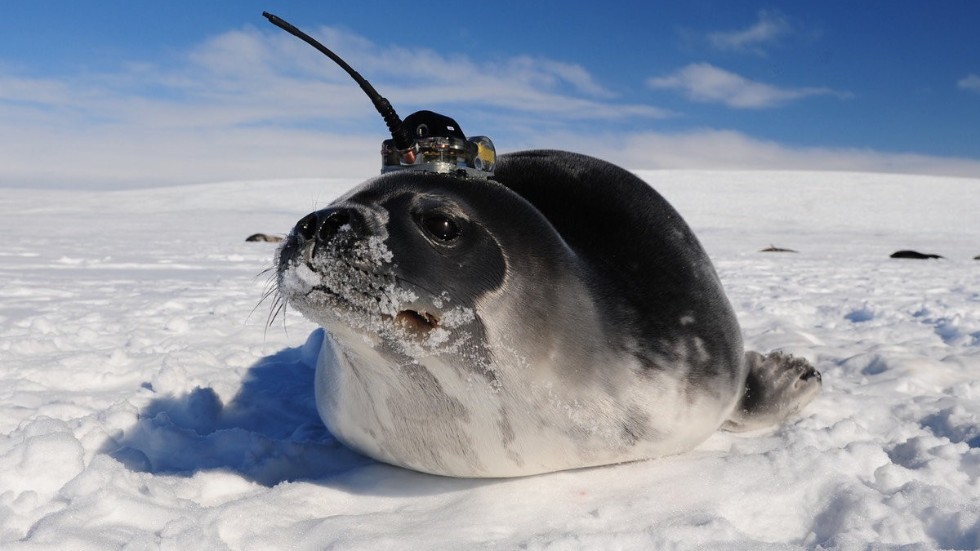 Marina forskare vid Göteborgs universitet har använt sig av sälar med sensorer på huvudet. Sälarna simmar under havsisen och uppe vid ytan igen skickar de information om aktivitet under isen. Pressbild.