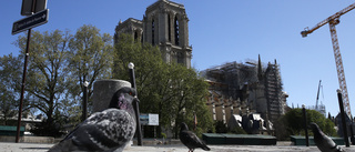 Närmare byggstart för Notre-Dame