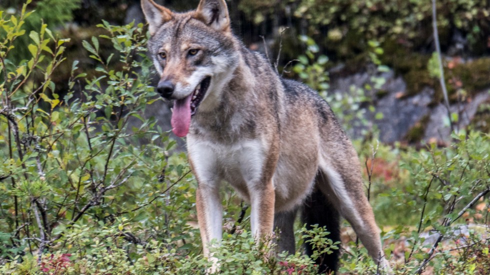 Jag har förståelse att djurägare är oroliga när det finns vargar i deras närhet, skriver Lars Österman.