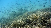 Ny stor skada på barriärrevets koraller
