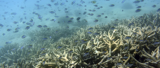 Ny stor skada på barriärrevets koraller