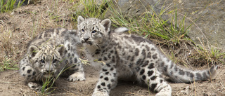 Snöleoparder utforskar tomma vandringsleder