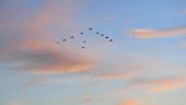 Julgransflygningen över Västervik inställd