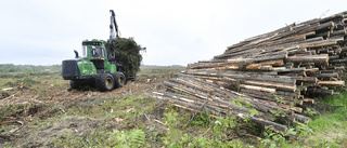 Insändare: Skövling av skog när Northvolt-fabriken byggs