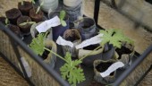 Växtloppis arrangeras för amatörodlare