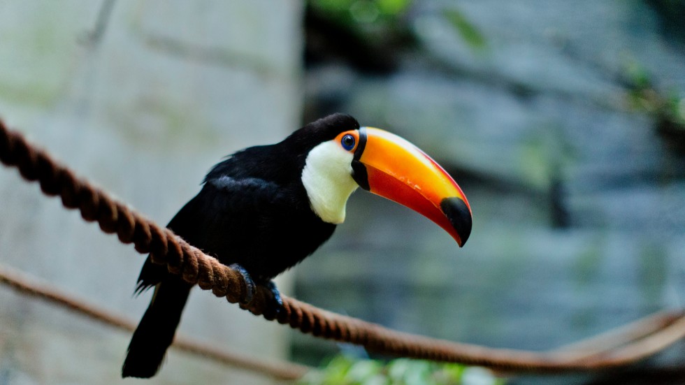 Man greps med 20 fåglar i väskan i Peru. 