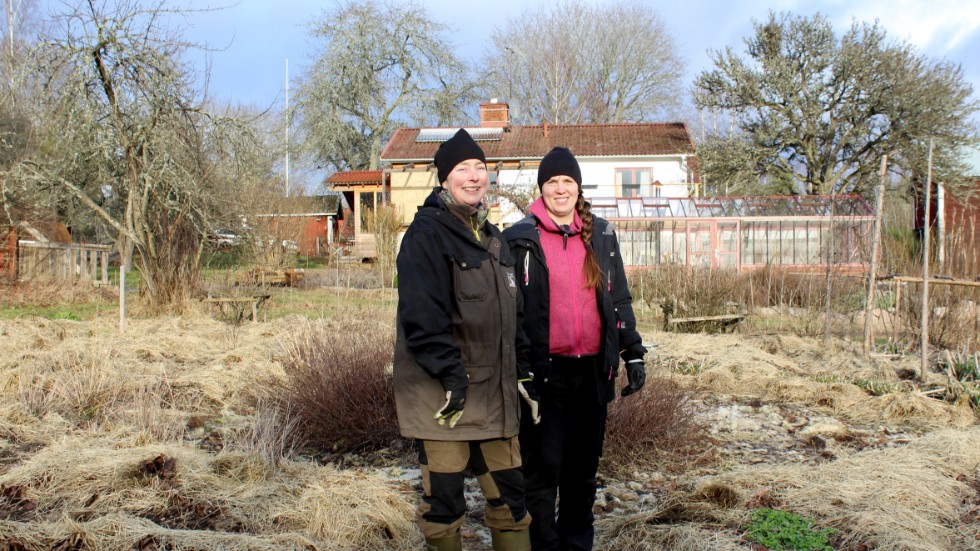 I år hoppas man på mindre ogräsrensning än förra året. Tricket är odlingar täckta av gamla foderrester.  Redan nu går det att skörda den gröna salladen. Från vänster: Kristina Lindelöf och trädgårdsmästare Helena Styrbjörn. 